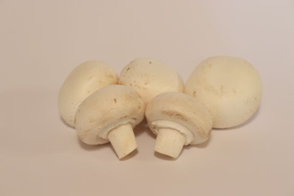 Champignon