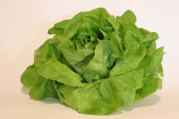 Kopfsalat grün 